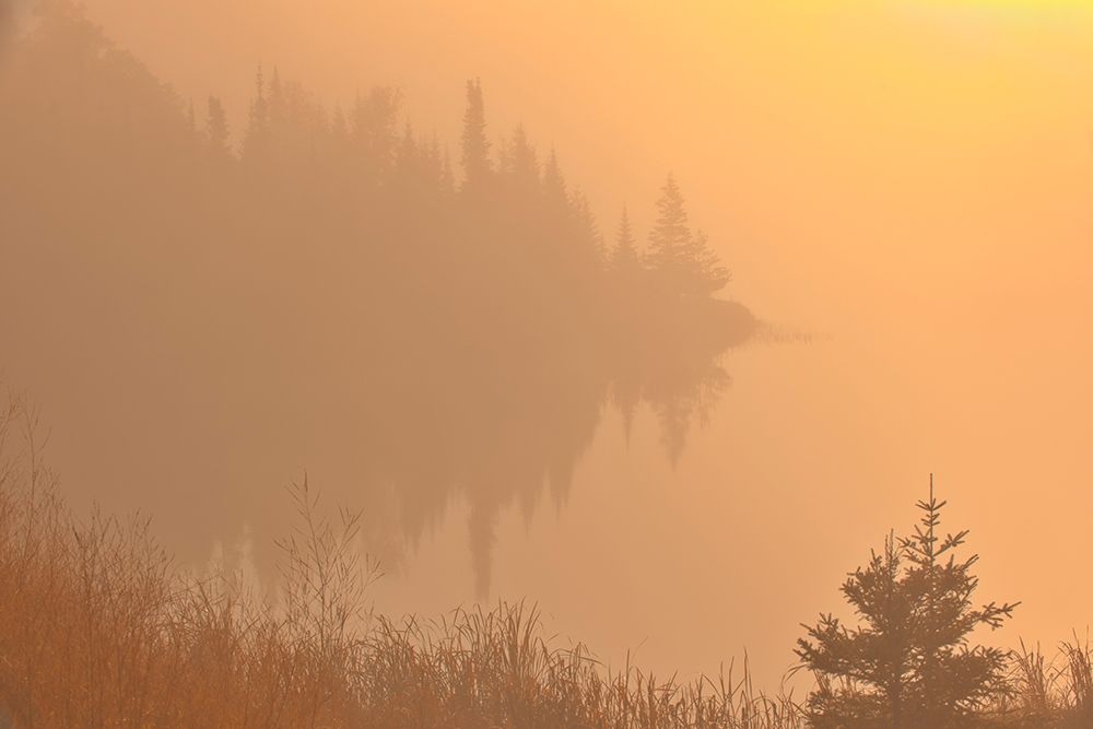 Canada-Manitoba-Whiteshell Provincial Park-Trees and fog at sunrise at Lyons Lake art print by Jaynes Gallery for $57.95 CAD